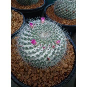 Mammillaria Perbella Cactus 17cm pot