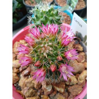 Mammillaria Backebergiana 14cm pot