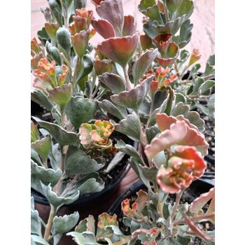 Adenanthos "basket flower" 17cm pot