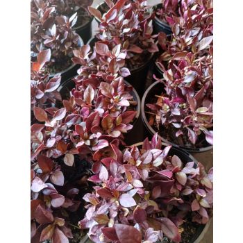 Alternanthera Little Ruby PBR 14cm pot.
