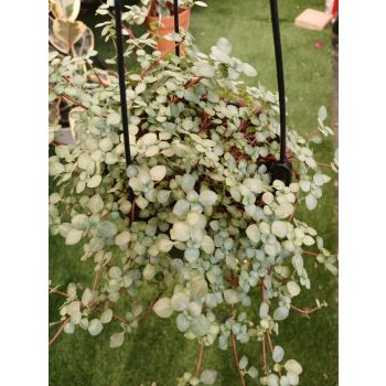 PILEA GLAUCA 'Silver Sprinkles 14cm HB