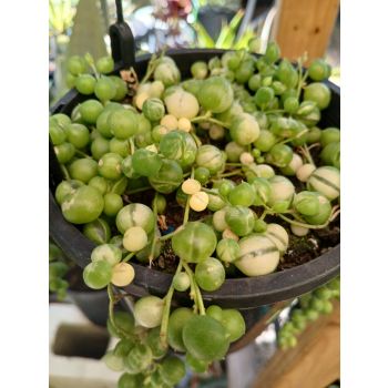 Chain of Pearl Variegated 14cm