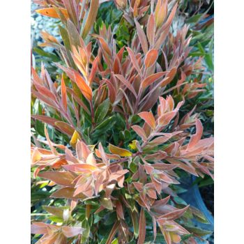 Callistemon Red Rocket 5L pot