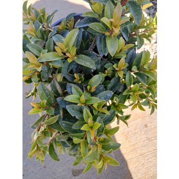 Syzygium Straight and narrow 5L pot