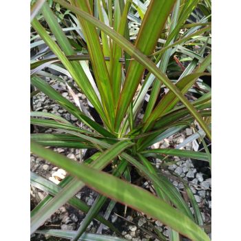 Dracaena Black Knight 18cm pot