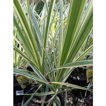 Dracaena Golden Dragon 18cm