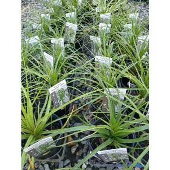 Beaucarnea Ponytail Palm in 14cm pot