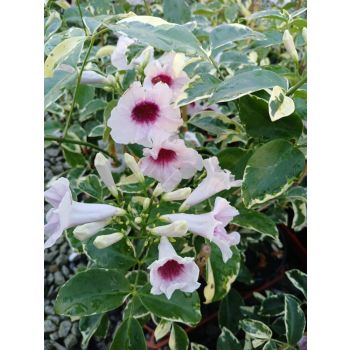 Pandorea Charisma Variegated Climber 14cm