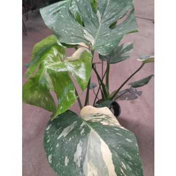 Alocasia Thai Constellation Variegated 90mm ( Online Only)