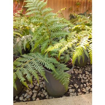 Cyathea Cooperii Australian Tree Fern 5L pot