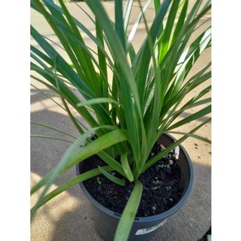LIRIOPE Evergreen Giant 14cm pot.