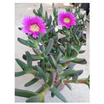 ICE PLANT Carpobrotus Ausie Rambler 14cm pot