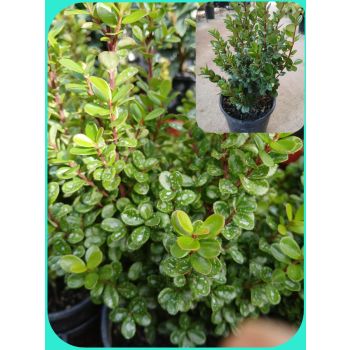 Myrsine African Box Hedge 5Lpot