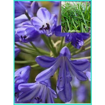 Agapanthus Bluestorm PBR 17cm