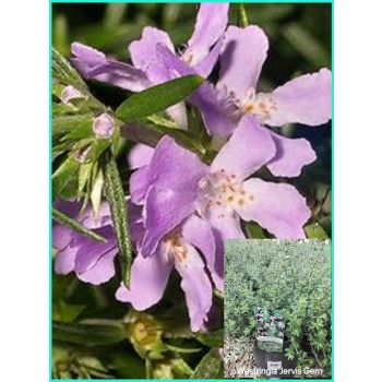 WESTRINGIA Jervis Gem 5Ltp