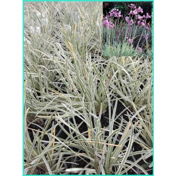 SOCIETY GARLIC Tulbaghia Violacea Variegated 14cm pot.