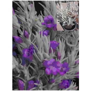 Eremophila Nivea Spring Mist 5ltp