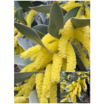 Acacia Binervia Stirling Silver 5ltp