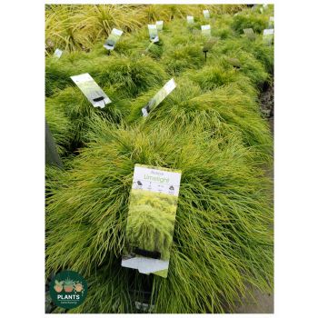 Acacia Cognata Limelight PBR 30cm pot