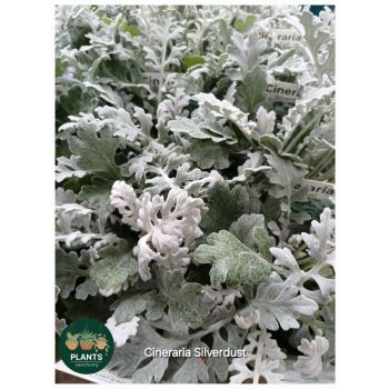 Cineraria Silverdust 9cm (seedlings)