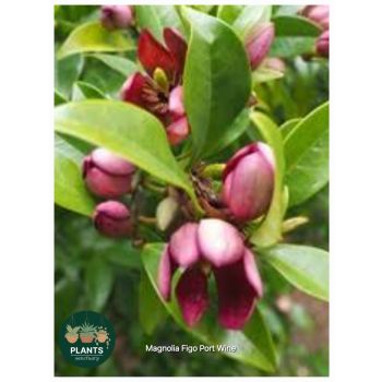 MICHELIA FIGO Port Wine Magnolia ( POT SIZE: 5L)