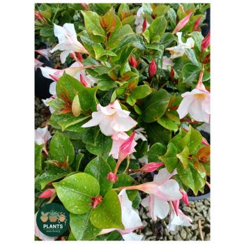 Dipladenia MY Fair Lady 5L pot