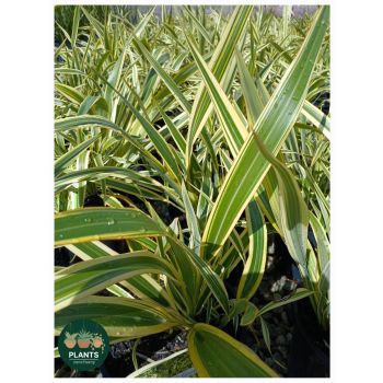 Phormium Wings of Gold ( POT SIZE: 20 cm )