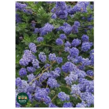 CEANOTHUS Pacific Wave PBR (POT SIZE: 18cm)