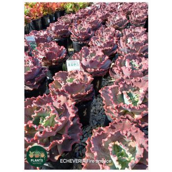 Echeveria Fire and Ice (POT SIZE: 17cm)