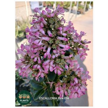 ESCALLONIA Pink Elle PBR 14cm