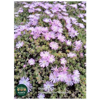 DROSANTHEMUM Hispidum Ground Cover 14cm pot