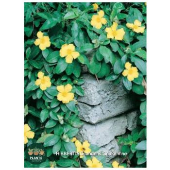 HIBBERTIA Scandens 'Snake Vine' 14 cm pot