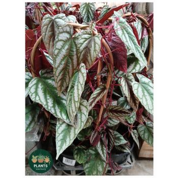 CISSUS Javana Discolour (POT SIZE 14cm)