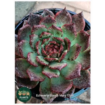 Echeveria Bloody Mary 17cm