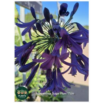 Agapanthus Sugar Plum PBR 14cm