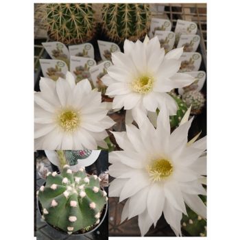 Easter Lily Cactus/Domino Cactus "Echinopsis Oxygona" (can be posted Perth suburbs only)