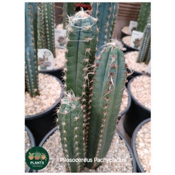 Pilosocereus Pachycladus 18cm pot