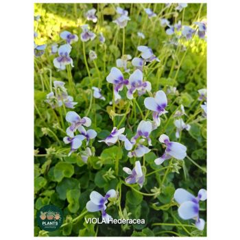VIOLA Hederacea 13cm pot