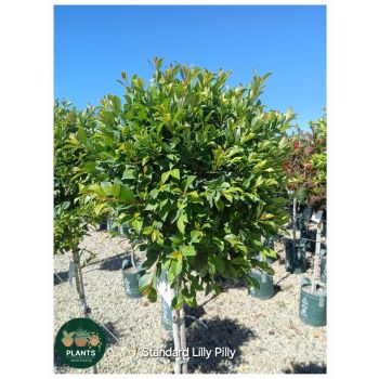 Lilly Pilly Standard 11 litre