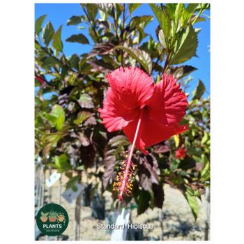 HIBISCUS Standard "pendunculata" 11 litre