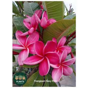 FRANGIPANI Sexy Pink 5Ltr