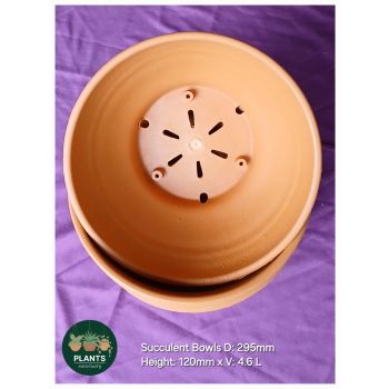 Succulent Bowls D: 295mm x H: 120mm x V: 4.6L