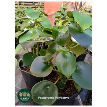 Peperomia Polybotrya 5ltr