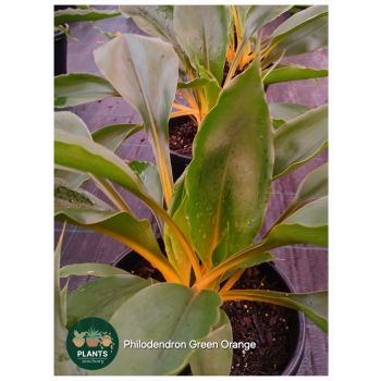 Philodendron Green Orange 20cm