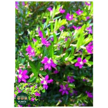 CUPHEA hyssopifolia Rob's Mauve 13cm pot