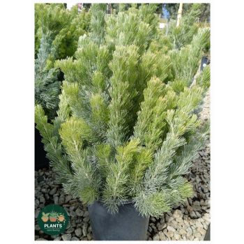 ADENANTHOS sericeus Silver Streak "Woolly Bush" 5Ltp