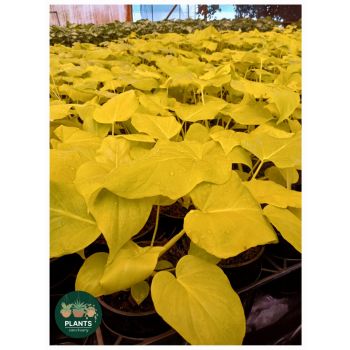 PHILODENDRON Bipennifolum Aurea "Golden Violin" 14cm