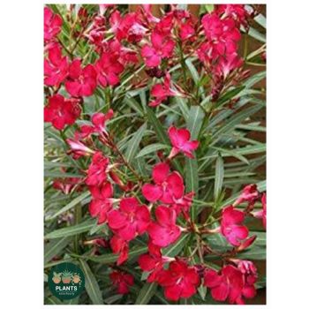 NERIUM Oleander Monrovia Red 17cm