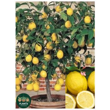 'Meyer Lemonicious' Super Dwarf Lemon 5L pot