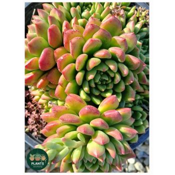 ECHEVERIA Emerald Ripple 17cm